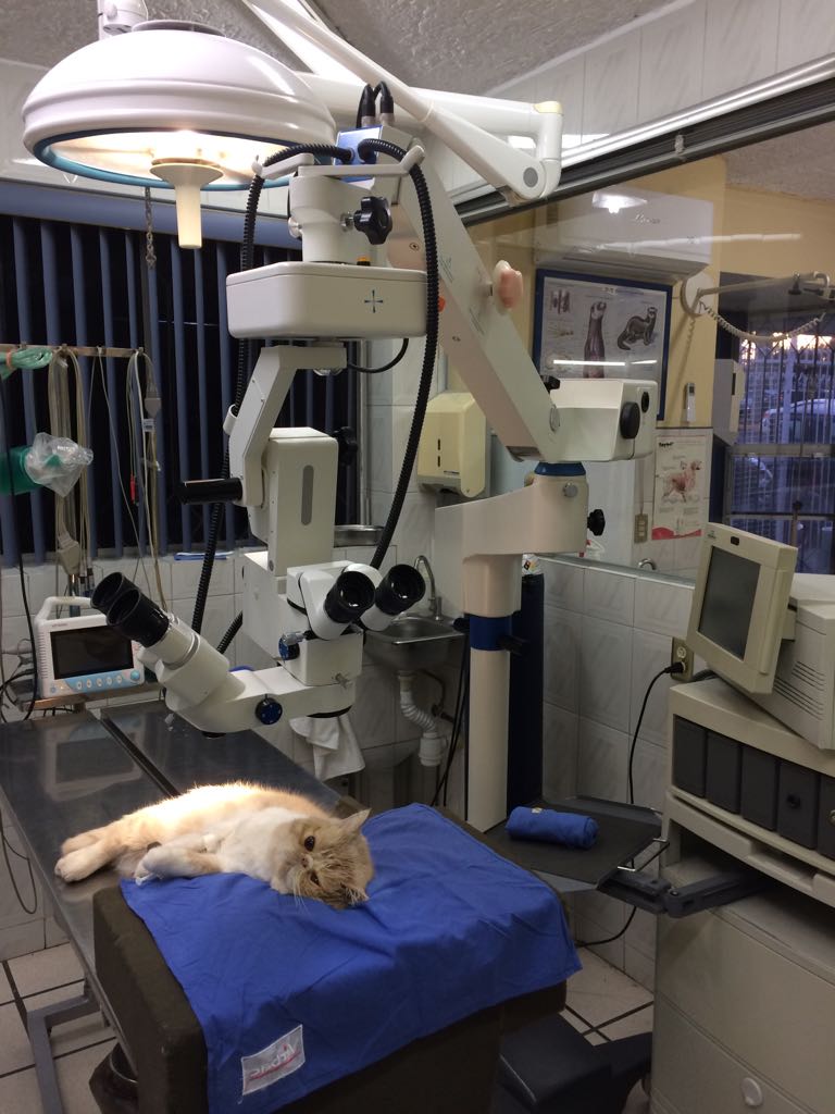Dres Licon Veterinary Ophthalmology Center